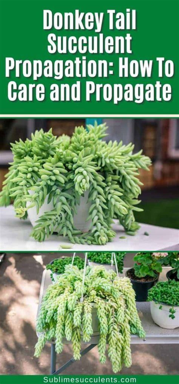 10+ Cow Tail Plant BruniCaoilin