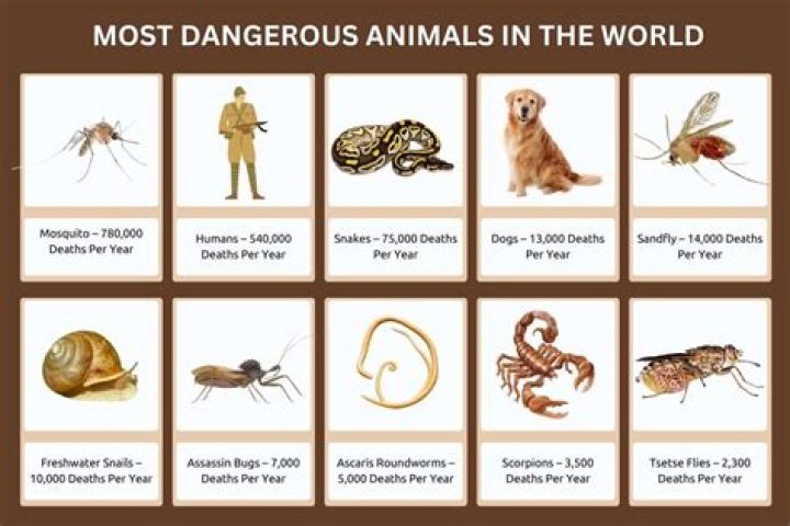 10 Most Dangerous Animals in Africa