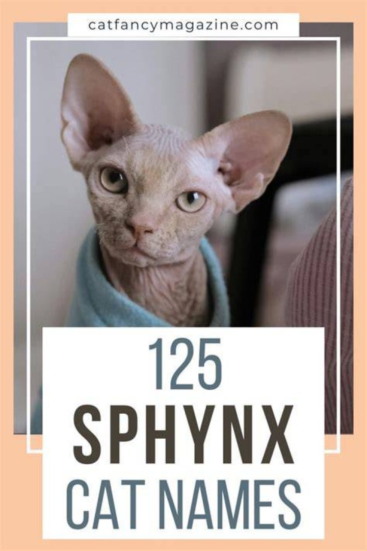 100+ Sphynx Cat Names With Meanings