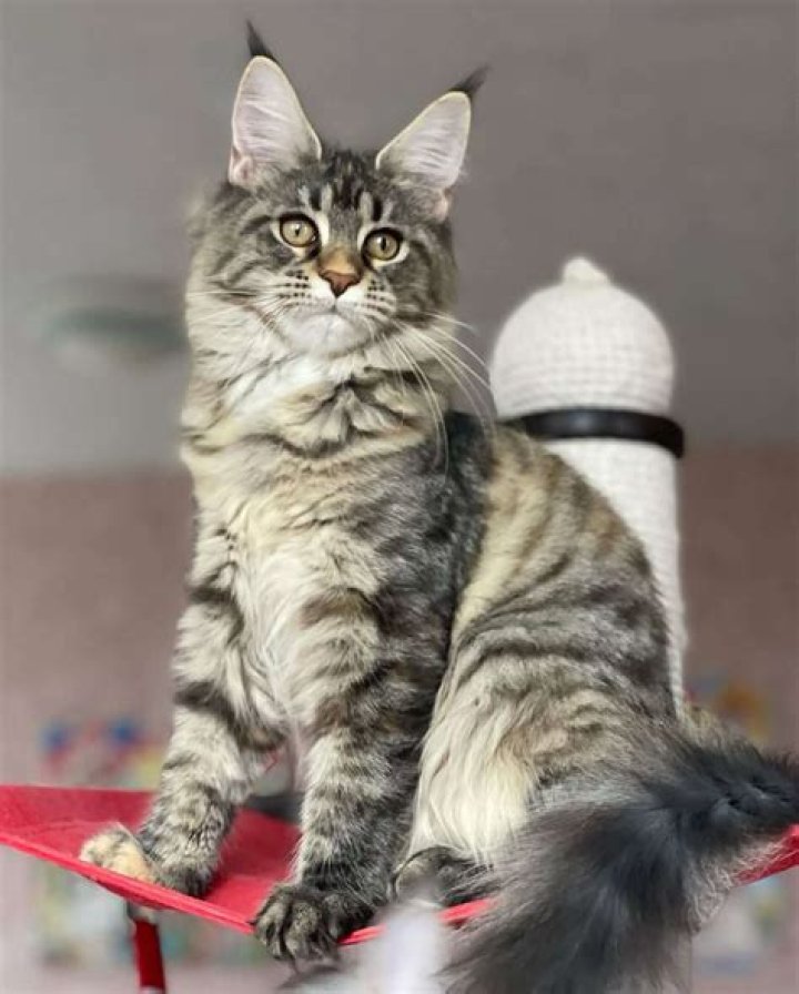 ガブリエル メインクーン Gabriel Maine Coon Tamarindo 楽天ブログ
