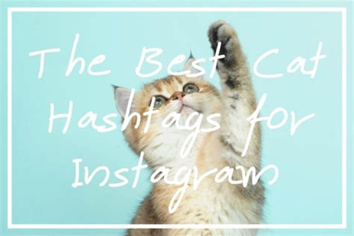 130 Best Cat Hashtags for Instagram [+ Cat Quotes!] &mdash; Wise, Healthy 'n