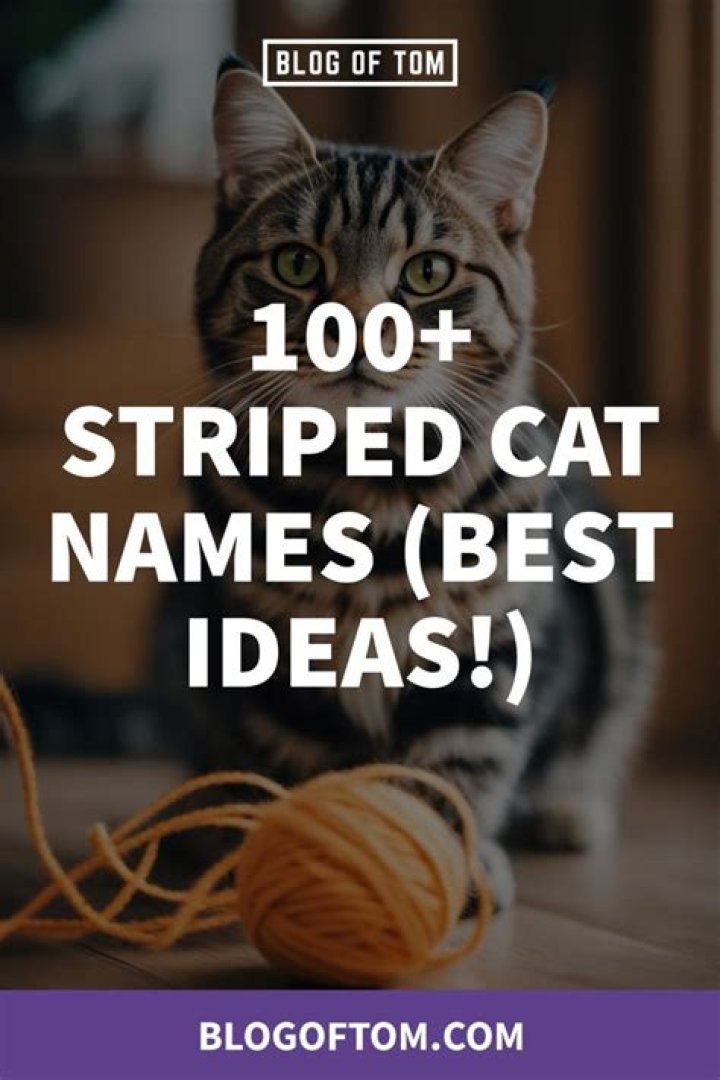160 Striped Cat Names Ideas For Your New Pet