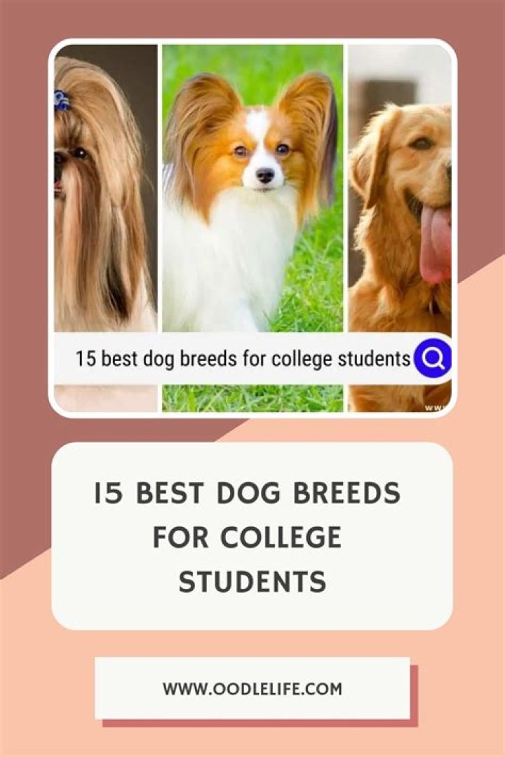 21 Best Dogs for College Students Dog Breeds List