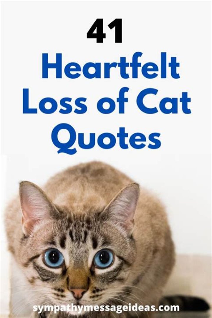 41 Heartfelt Loss of Cat Quotes and Images Sympathy Message Ideas