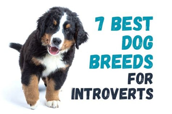7 Best Dog Breeds for College Students P.L.A.Y.