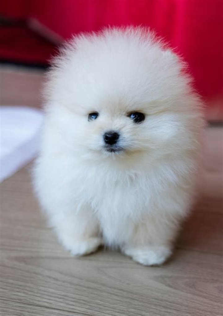 999+ Pomeranian Puppy Pictures Download Free Images on Unsplash