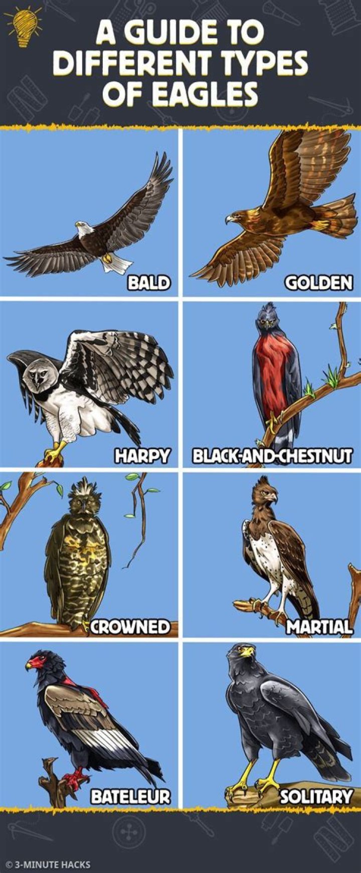 A guide to different types of sleeves AZ Big Media