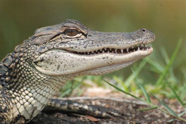 Alligator Free Stock Photo Public Domain Pictures