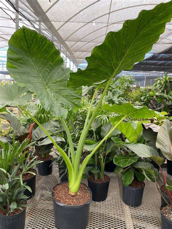 Alocasia Borneo Giant Elephant Ear, Live Tropical ubicaciondepersonas