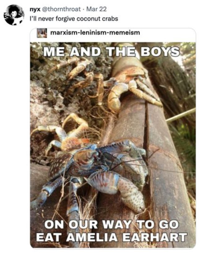 Amelia Earhart Coconut Crabs (meme) Amelia Earhart Eaten By Coconut