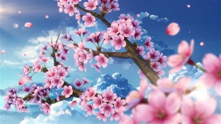 Anime Cherry Blossom, Cherry Blossoms, Manga Love, Anime Love, Bl
