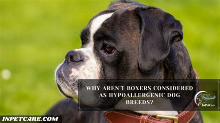 Are Boxers Hypoallergenic? DoggOwner