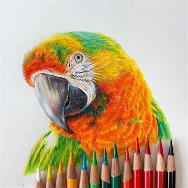 Awesome Colored Pencil Drawings I recently started working in color