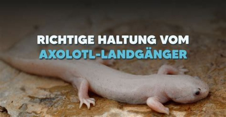 Axalotl Haltung Von Axolotl Mdr De Axalotl disscussion and admire