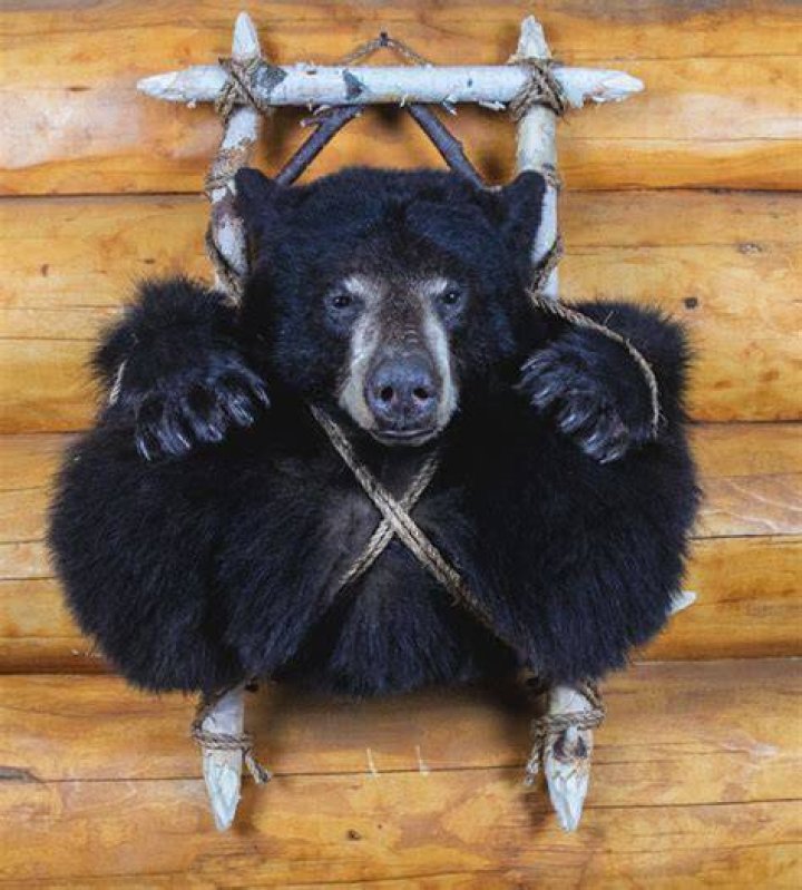 Bear Backpack Mounts Taxidermy