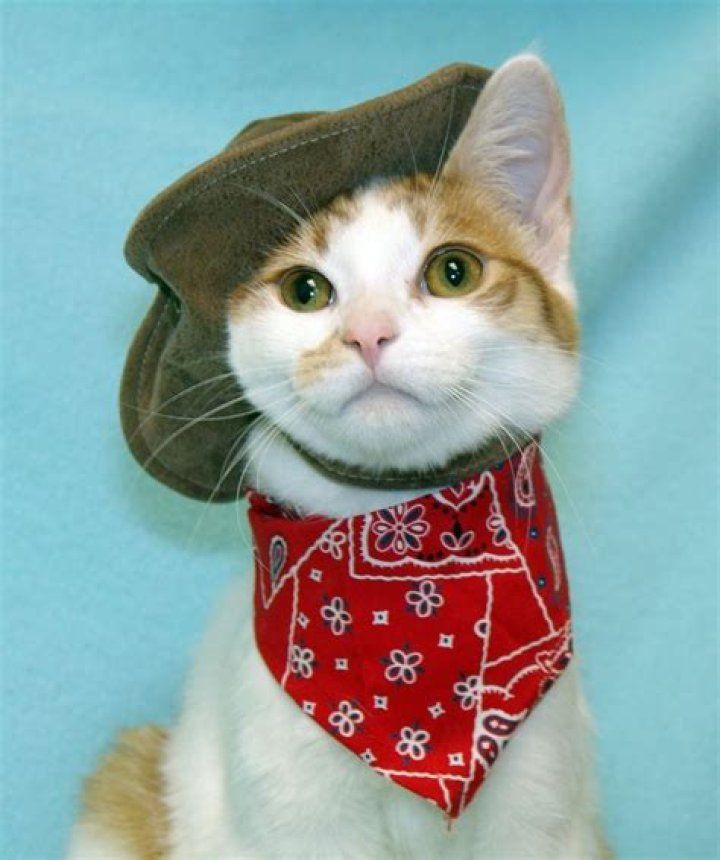 Best 20 Cats in Cowboy Hats images on Pinterest Cowboy hats, Cowboys