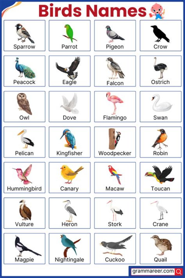 Bird Names List of 30+ Names of Birds in English with the Picture My