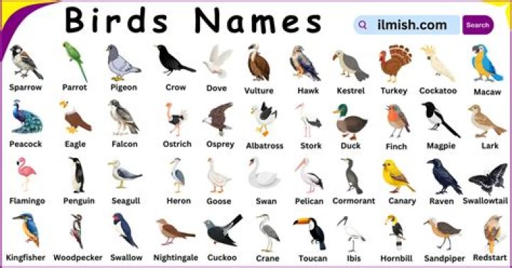 Birds Names in English Pictures Videos Charts Ira Parenting