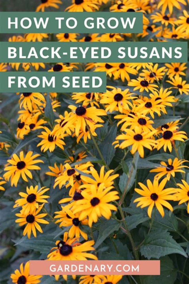 Blackeyed Susans How to Plant, Grow, and Care for Blackeyed Susans