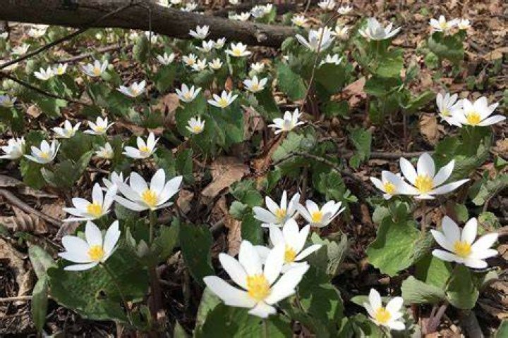Bloodroot Flora, Plants, Flowers