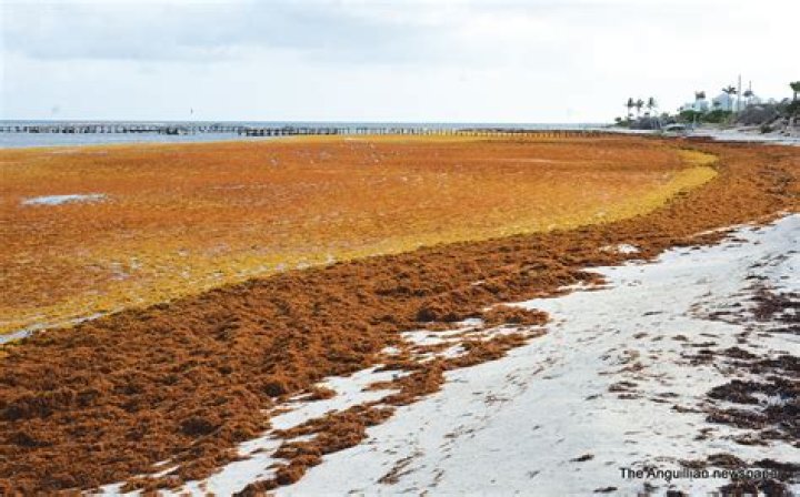 BLOWING POINT HARBOUR A MESS OF SEAWEED The Anguillian Newspaper