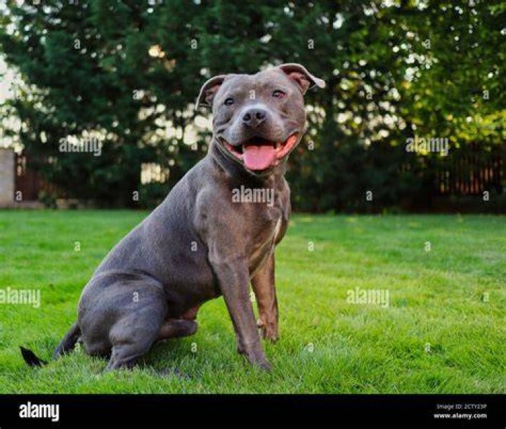 Blue Staffordshire bull terrier Staffy dog, Dog breeds, Bull terrier