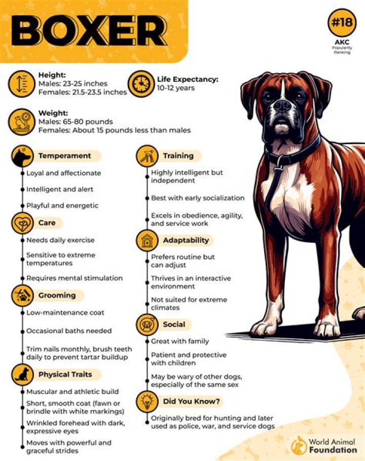Boxer Breed Information Guide Traits & Care BARK Post