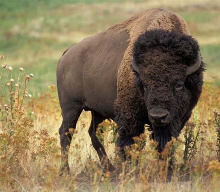 Buffalo Free Stock Photo Public Domain Pictures