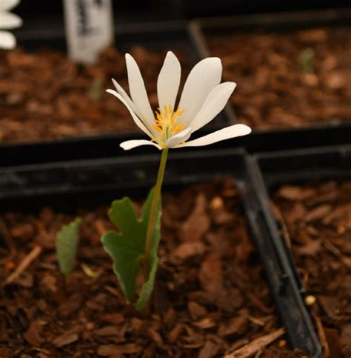 Buy Bloodroot Plants Online Sanguinaria canadensis