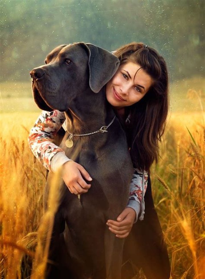 / by belu / 500px Great dane dogs, Great dane, Great dane puppy