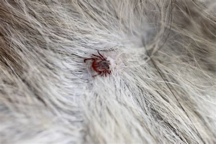 Can Chiggers Live Inside Your House?