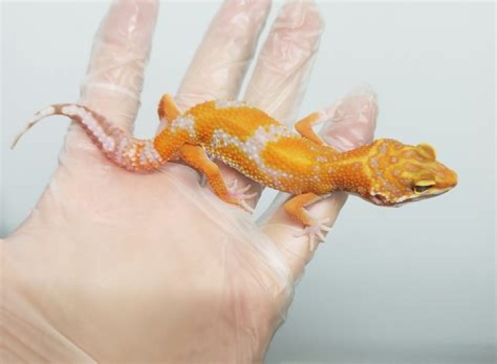 Carrot Head Leopard Gecko Traits Morphpedia