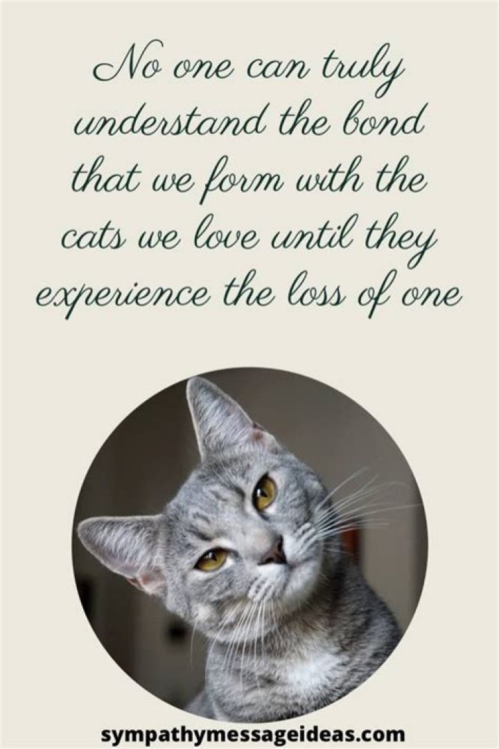 Cat Loss Poems And Quotes. QuotesGram