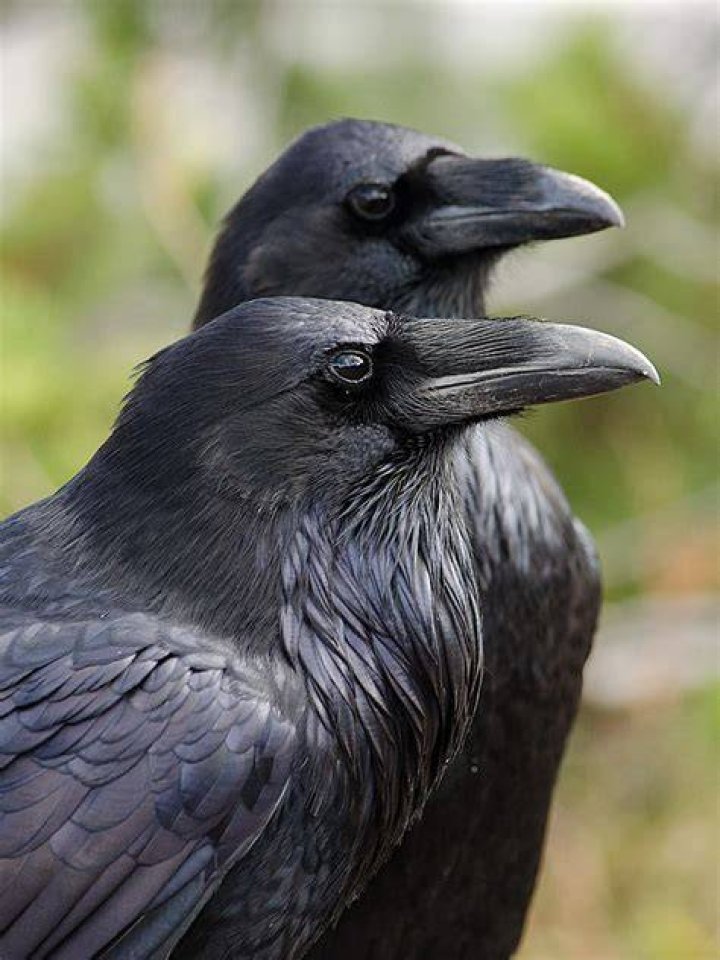 Common Raven Audubon Field Guide