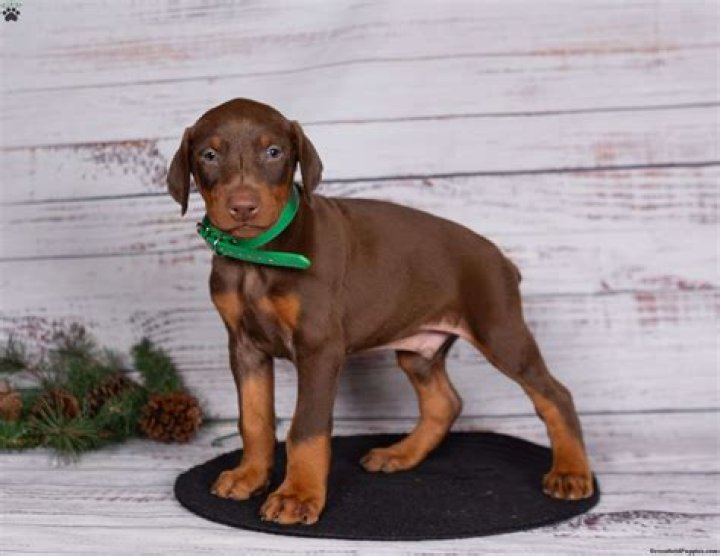 craigslist atlanta pets doberman puppies Grande Web Log Stills Gallery