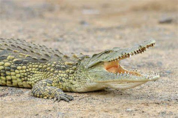 Crocodile had 'virgin birth' at Costa Rica zoo, researchers say Fox News