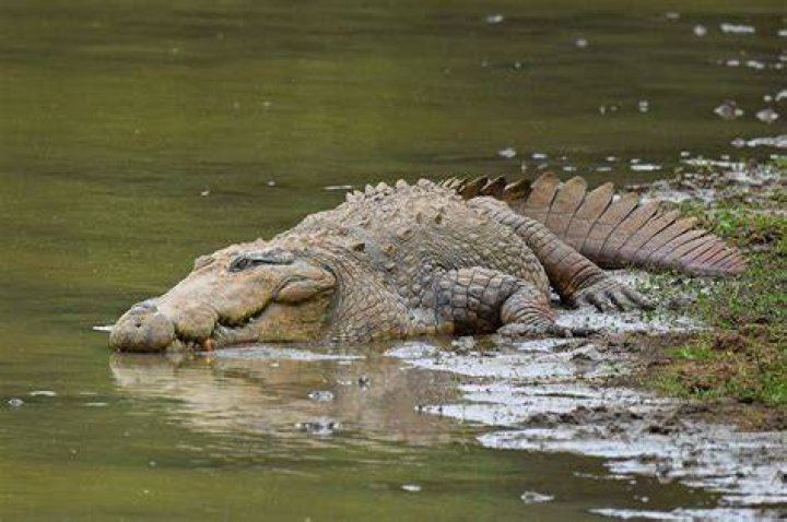 Crocodile Mauls Child to Death in Front of Horrified Parents