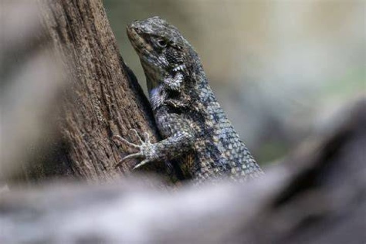 Curlytailed lizards Wikipedia