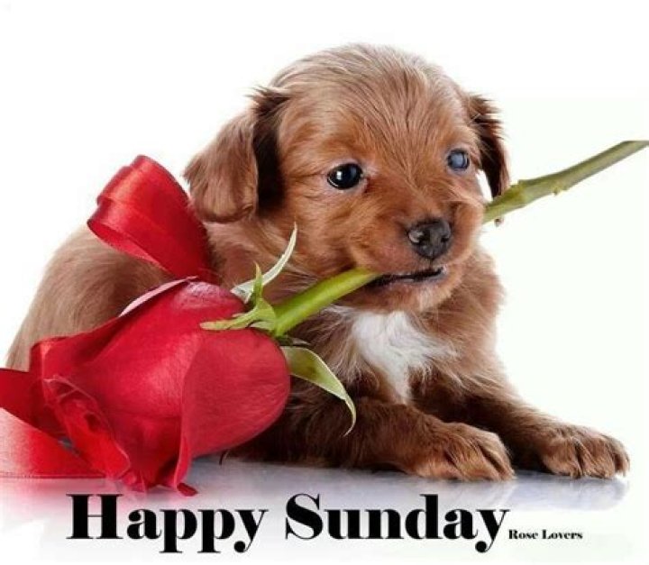 Cute Happy Sunday Pictures, Photos, and Images for Facebook, Tumblr