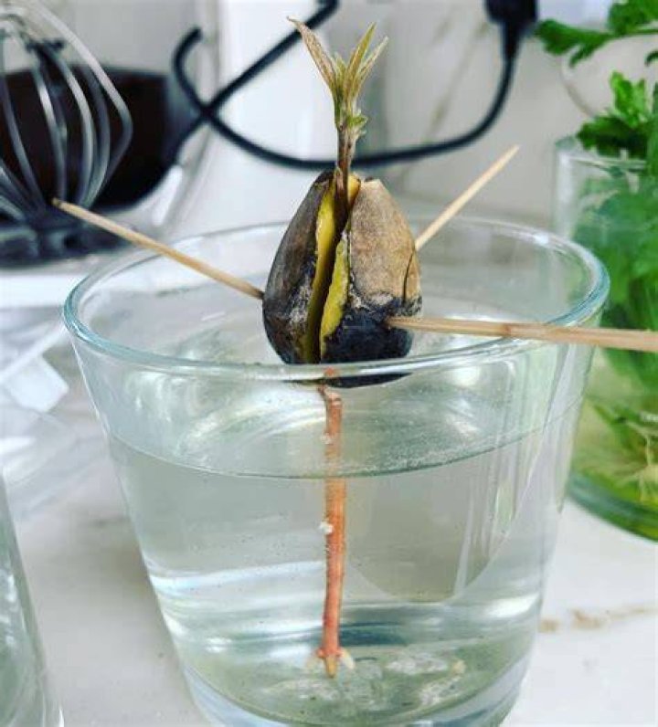 Dadvocado update nearly time to plant! Sorry shameful dadjokes