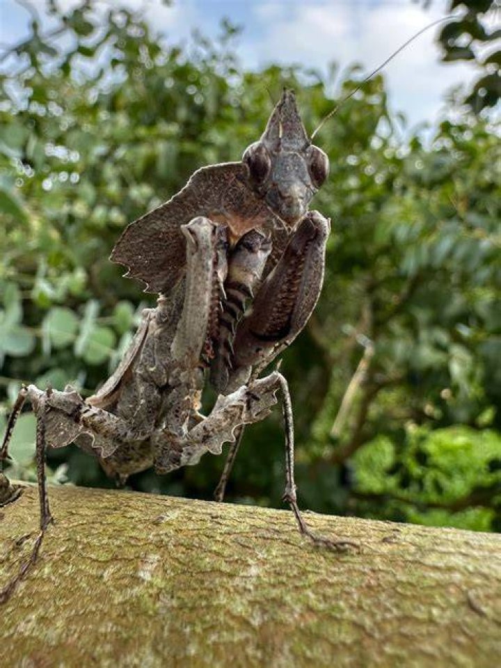 Darth Vader Mantis (Parablepharis kuhli asiatica) Small Exotic Farm