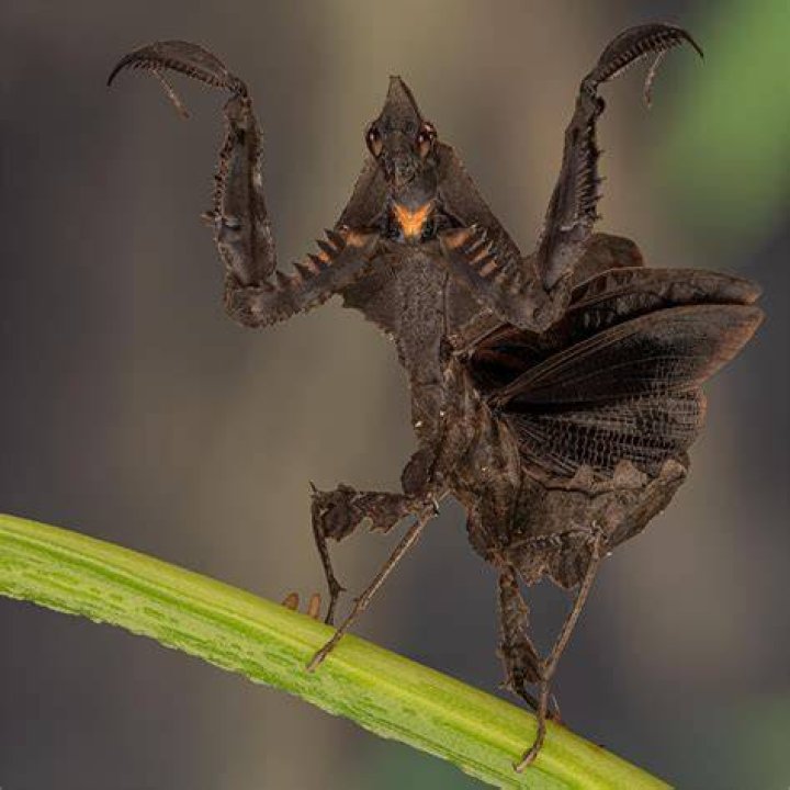 Darth Vader mantis. (Parablepharis kuhlii asiatica) Pahang, Malaysia
