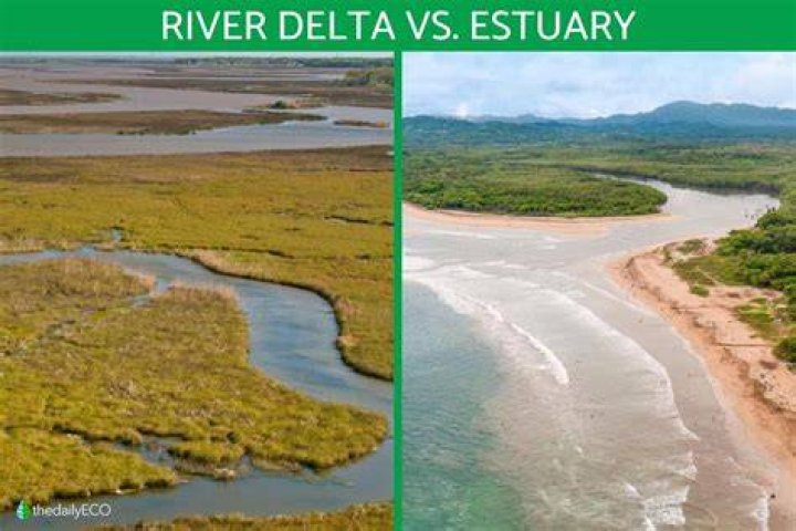 Ddistinguish between Delta and Estuary. Brainly.in