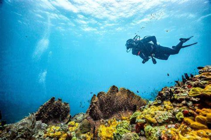 Deep Dive into the GIMAP Test by Diagnostic Solutions Laboratory