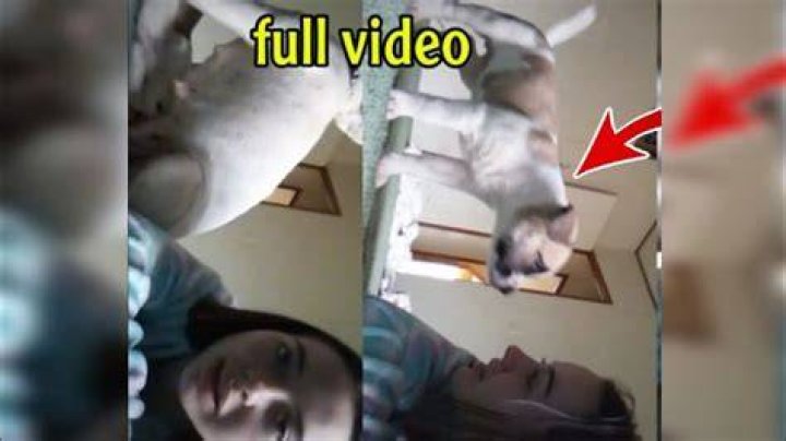 Denise Frazier Dog Video Full: A Case Study In Animal Cruelty And Privacy Violation