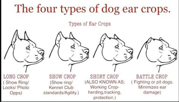 Different Cane Corso Ear Crop Styles Bleumoonproductions