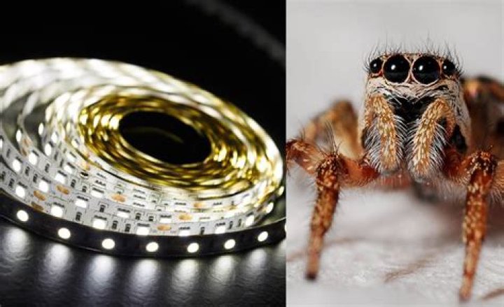Do LED Lights Attract Spiders Best Guide & Top Review