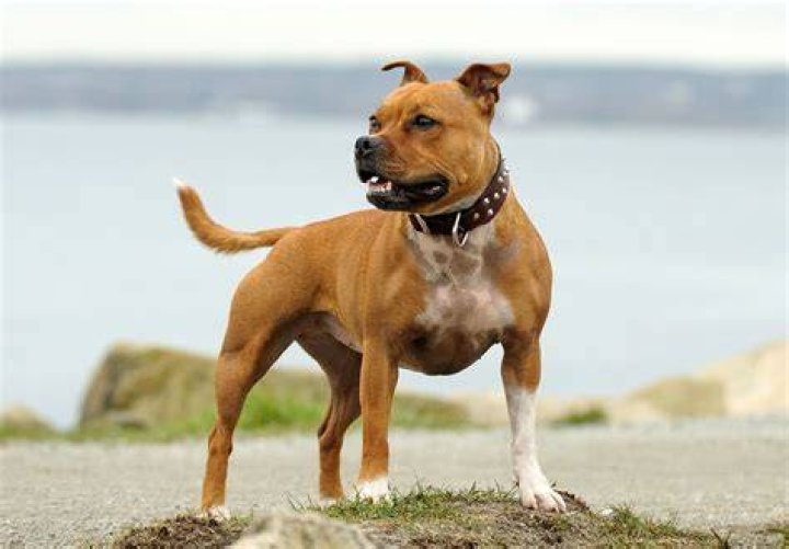 Do Staffies Have &ldquo;Lock Jaw&rdquo;? [The Truth About Staffy Bites]