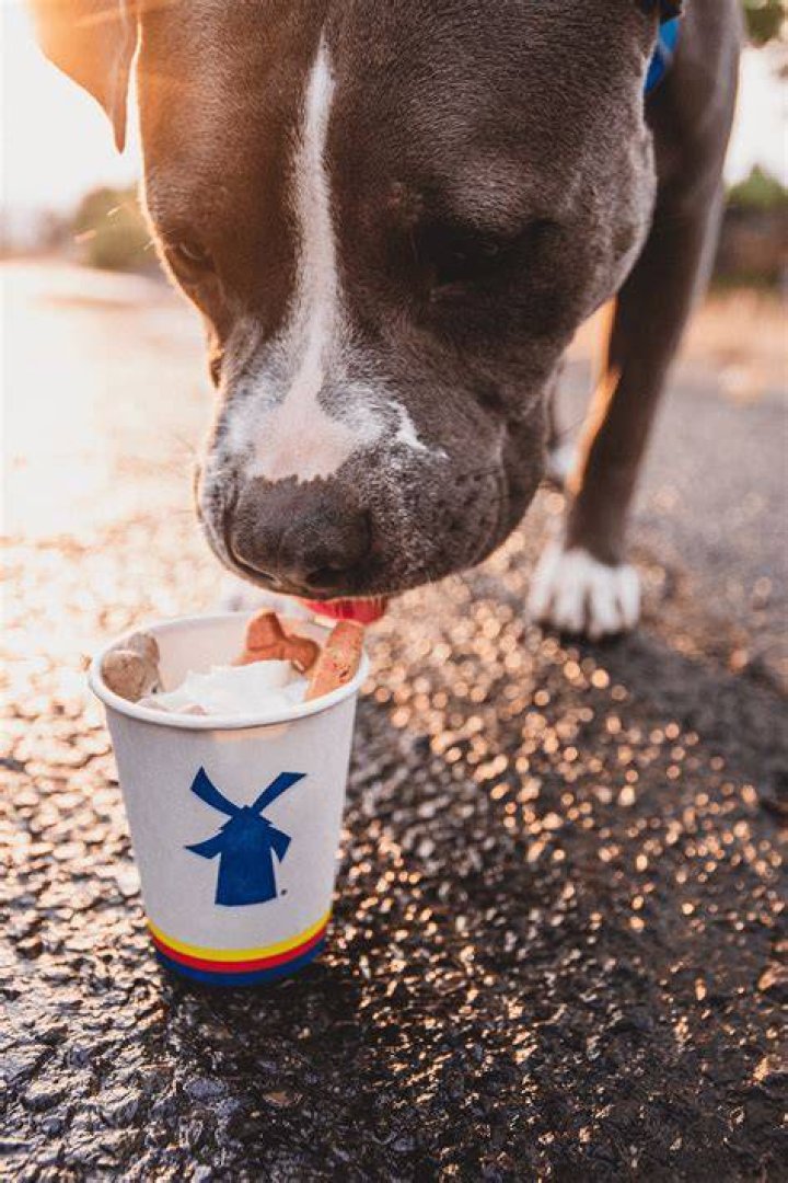 Does Dutch bros have pup cups? starbmag