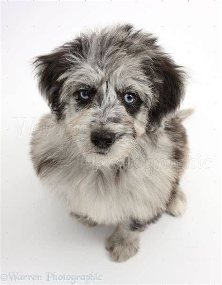 Dog Blue merle Cadoodle puppy photo WP40215